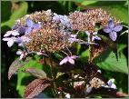 Hydrangea serrata 'Tiara' Juin 2011 jardin Dirk Staels