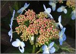 Hydrangea serrata 'Tiara' fin de floraison , fleurs stérile à l'envers