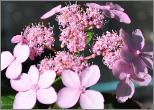 Hydrangea serrata 'Tiara'  inflorescence rose en sol neutre - closeup