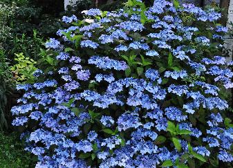 HydrangeaserrataGrayswoodroodverkleuringherfstvn