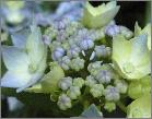 Hydrangea serrata 'Blue Deckle' habitusfoto blauwe bloemen rijkelijke bloei