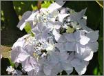 HydrangeaserrataBluedeckleopeningcloseup