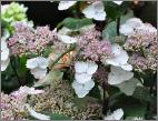 Hydrangeaserrataacuminatasynintermediaflowercloseupvn