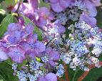 Hydrangea serrata 'Blue Deckle' VN