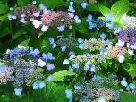 HydrangeaserrataBlueBillow2
