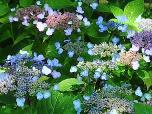 Hydrangeaserrataacuminatasynintermediaflowercloseupvn