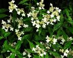HydrangeaserrataWhiteDwarfhabitus