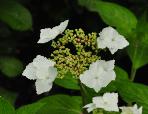 HydrangeaserrataShiroGakucloseupBloemvn