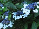 HydrangeaserrataOdorikoOAmacha