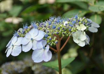 HydrangeaserrataShiroGakucloseupBloemvn