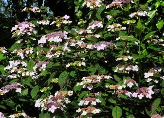HydrangeaserrataBluebirdhabitus