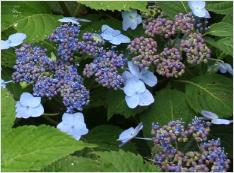 Hydrangea serrata 'Blue Billow'