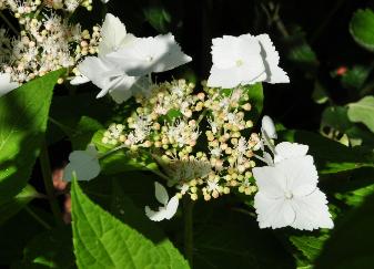 HydrangeaShiroGakubloemen2