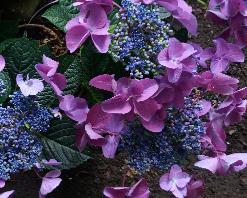 HydrangeaTeverelacecapmutant