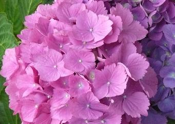 hydrangeaUrsulaviolet