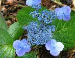 HydrangeaVeerleHybridserrataxmacrophyllacloseupvn