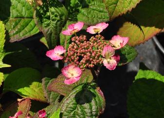 Hydrangea 'Veerle' in kalkrijkere grond met roze bloemen