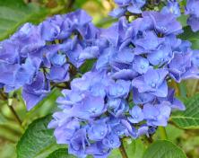 HYdrangeaVenedigsynVeniceCityLineRamppF1