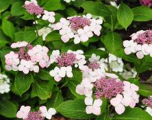 HydrangeaxserrataTokyoDelightuitbloei