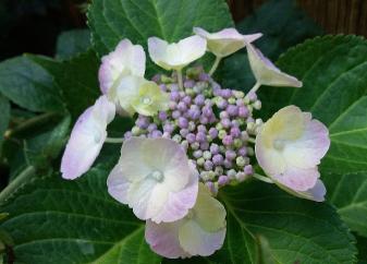 HydrangeaZLMajaStaelsjongebloem