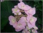 HydrangeaZLMartine