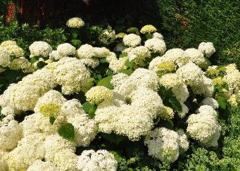 Hydrangea arborescens 'Annabelle' group planting