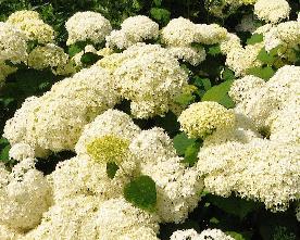 HydrarborescensAnnabellegroepsbeplanting