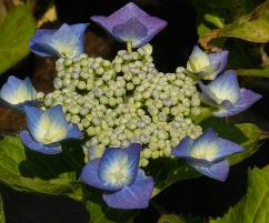 Hydrangea 'Eisvogel'_ syn 'Kingfisher'