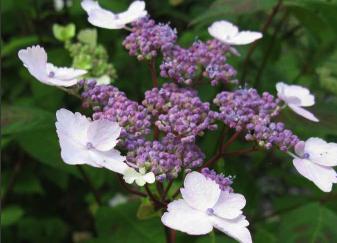 Hydrangea serrata 'Intermedia' closeup inflorescence