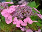 Hydrangea serrata 'Klaveren' closeup