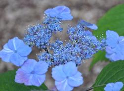 Hydrangea x serrata 'Veerle'