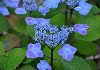 Hydrangea serrata 'Veerle' in zure grond met blauwe bloemen 