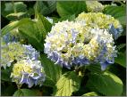 Hydrangea macrophylla 'Nikko Blue'