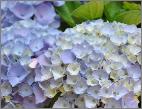 Hydrangea macrophylla 'Xian'