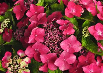 Hydrangea macrophylla 'Kardinal'