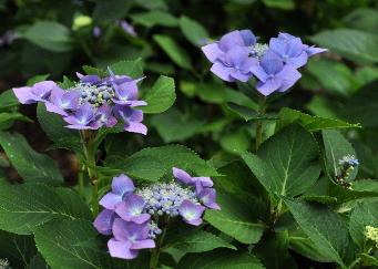 Hydrangea macrophylla 'Blaumeise'