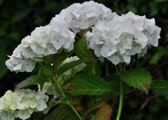 Hydrangea_macrophylla_'Soeur_Thérèse'_bloei_juli-vnnn