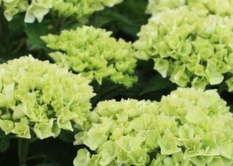 Hydrangea macrophylla 'Wudu'