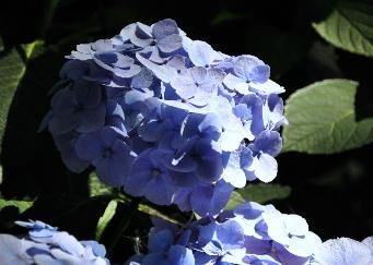 Hydrangea macrophylla 'Bodensee'