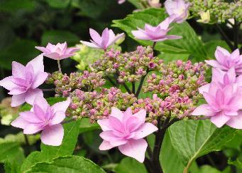 Hydrangea_macrophylla_'Cassiopée'_closeup_vnn_tuin_Dirk Staels