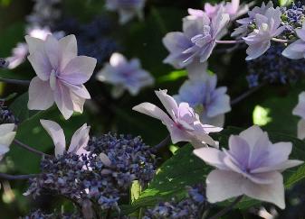 Hydrangea macrophylla 'Cassiopée' - syn. Tambour Major 3- Corine Mallet 1993.jpg