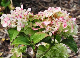 Hydrangea _macrophylla _'Soeur_Therese' herfstverkleuring 15 sept