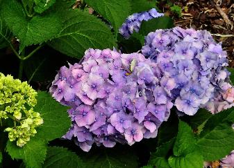 Hydrangea macrophylla 'Bodensee'