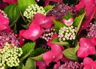 Hydrangea macrophylla 'Kardinal' 2