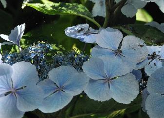 Hydrangea macrophylla 'Blauling' Teller - Wadenswil 1984 pic4