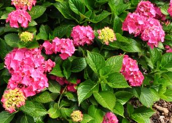 Hydrangea_macrophylla_'Alpengluhen'_habitus_loc_Hydrangeum