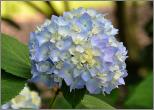 Hydrangea macrophylla 'Semperflorens'