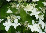 Pluimhortensia 'Magical Starlight' = Degustar of Degudo