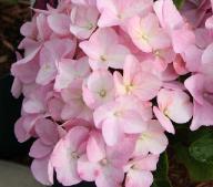 Hydrangea macrophylla Gertrud Glahn closeup