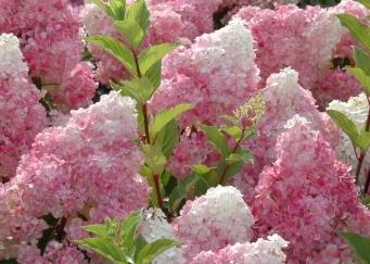 SundaeFraisepluimhortensia